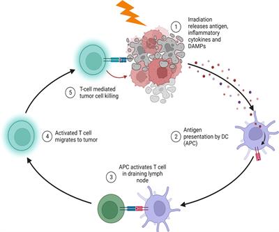 Radiation for hematologic malignancies: from cell killing to immune cell priming